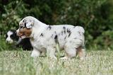 BERGER AUSTRALIEN PUPPIES 323
